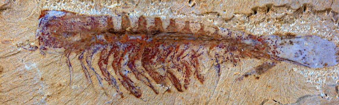 This is the fossil of the megacheiran Alalcomenaeus, a distant relative of scorpions and spiders. 